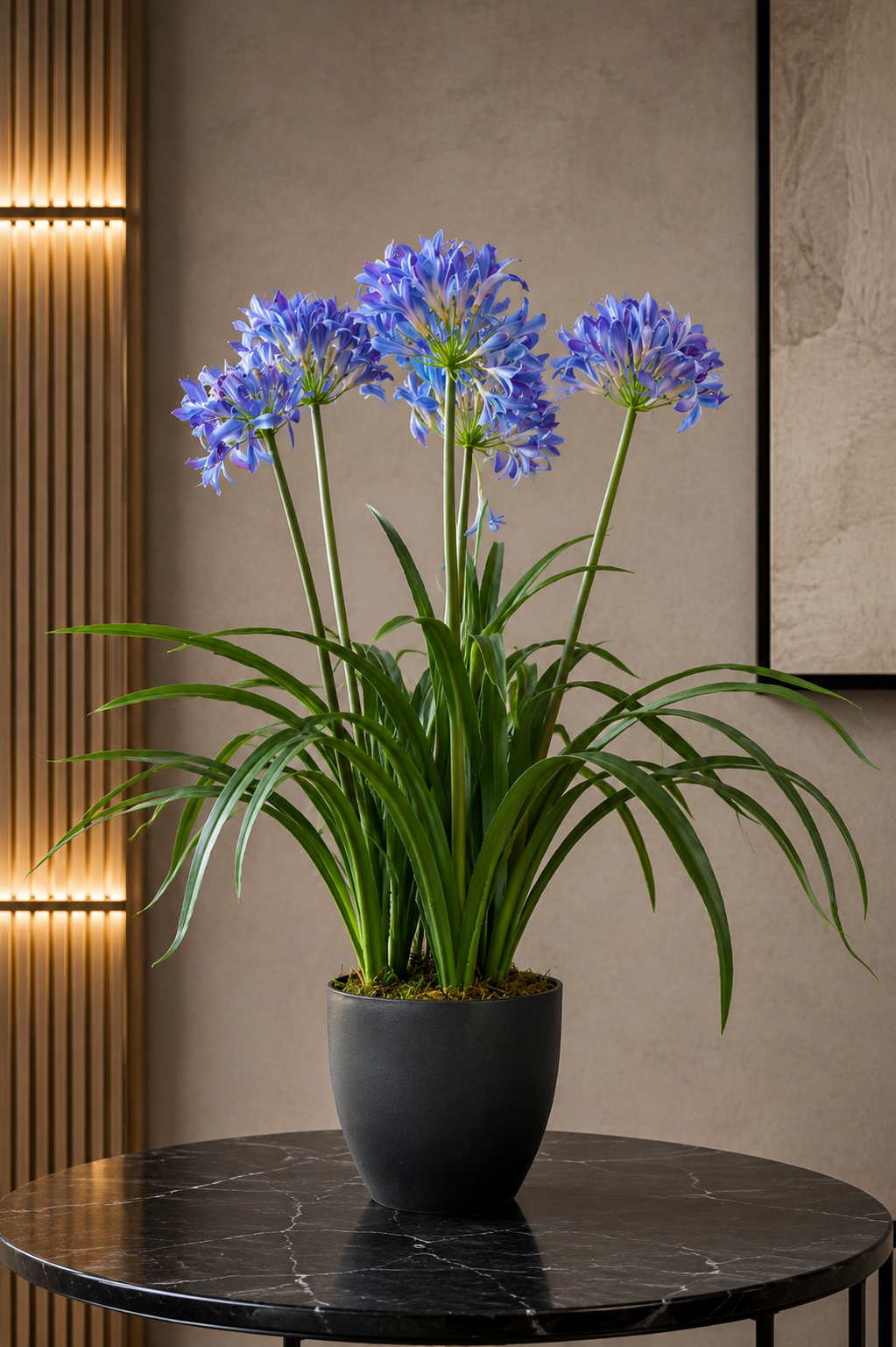 Sapphire Glow Narcissus – 86cm