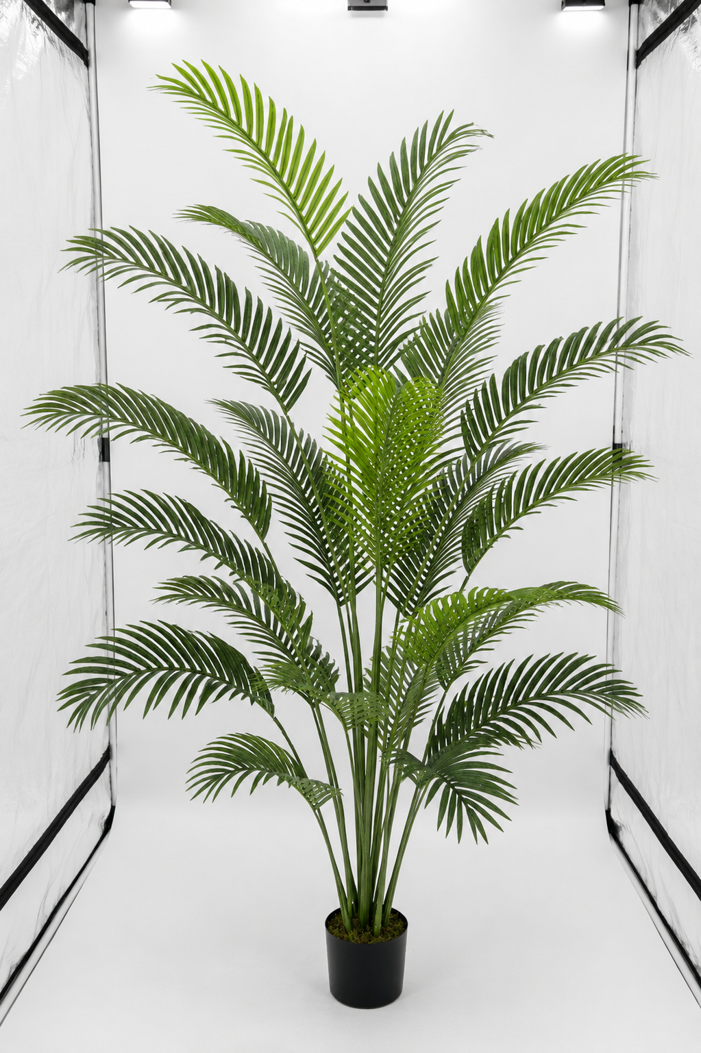 Paradise Palm Tree