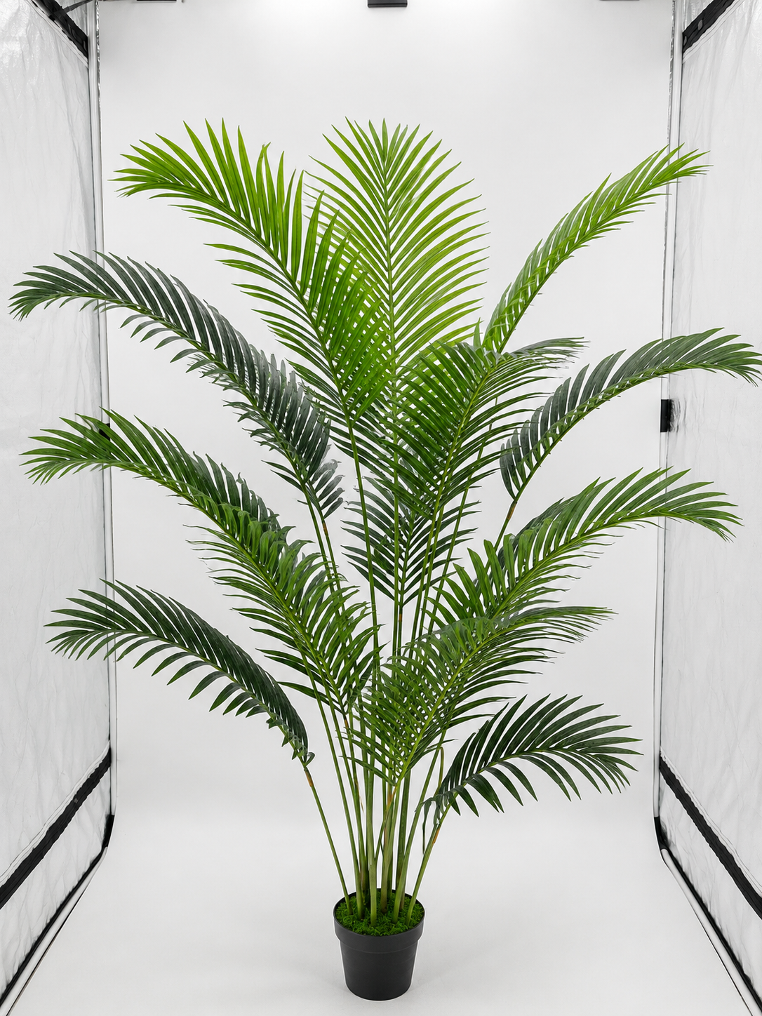 Paradise Palm Tree