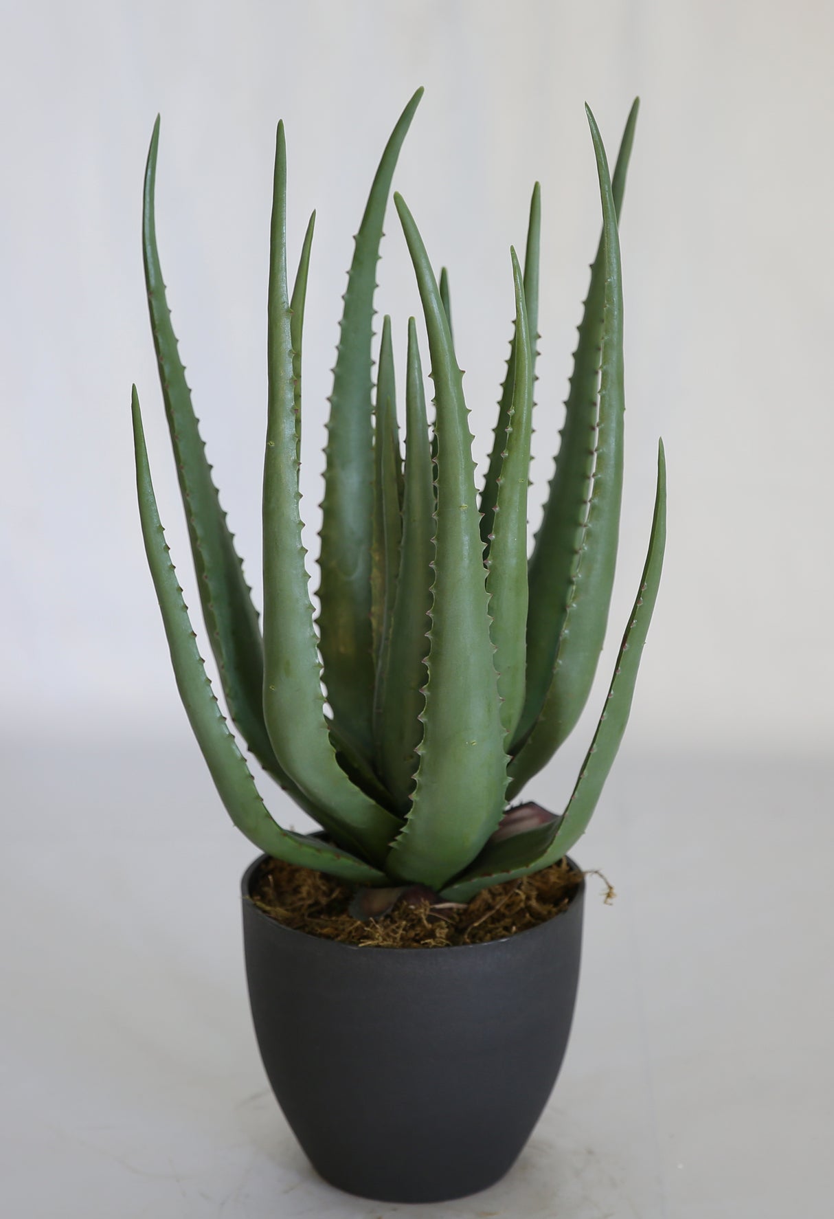 Aloe Vera Plant