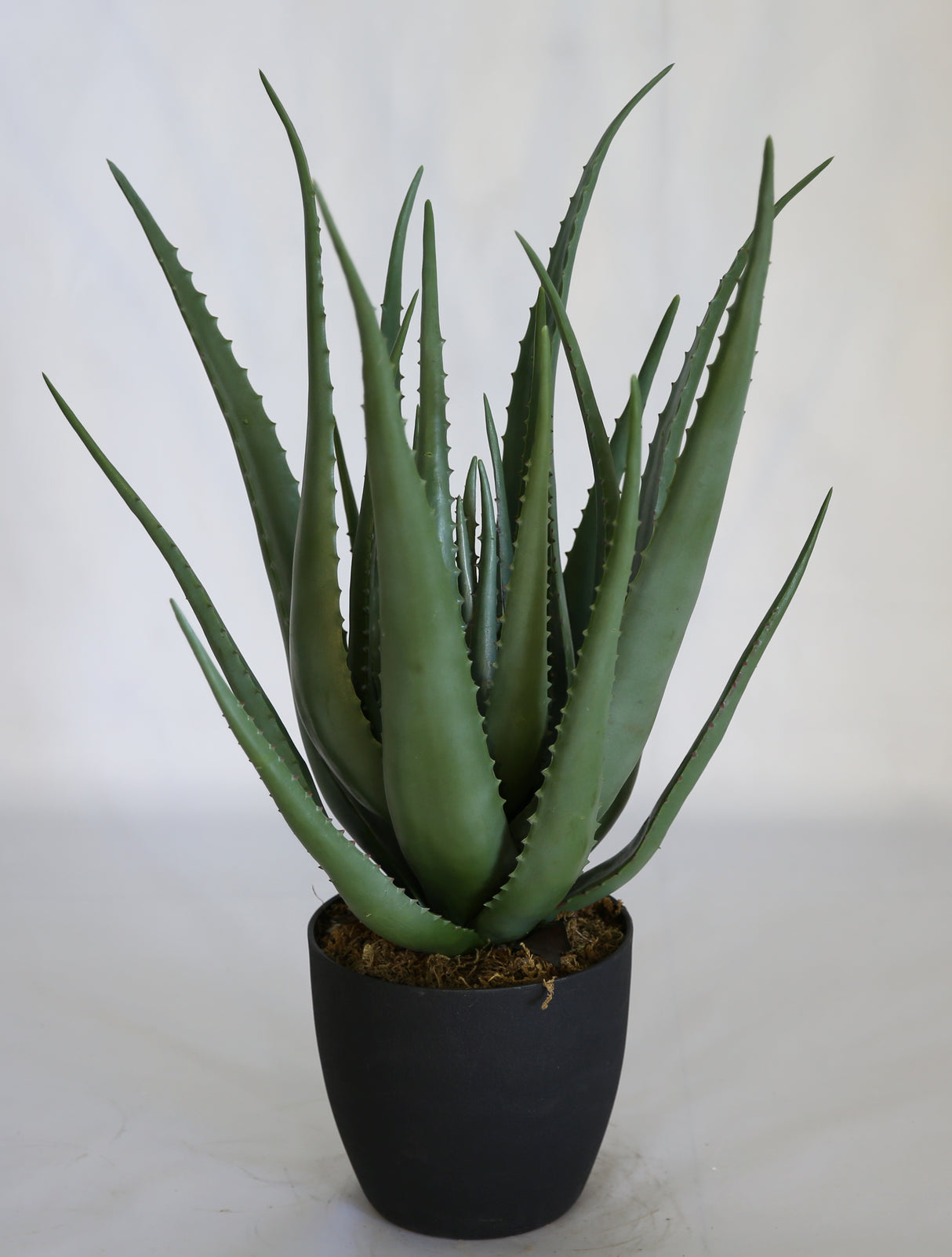 Aloe Vera Plant