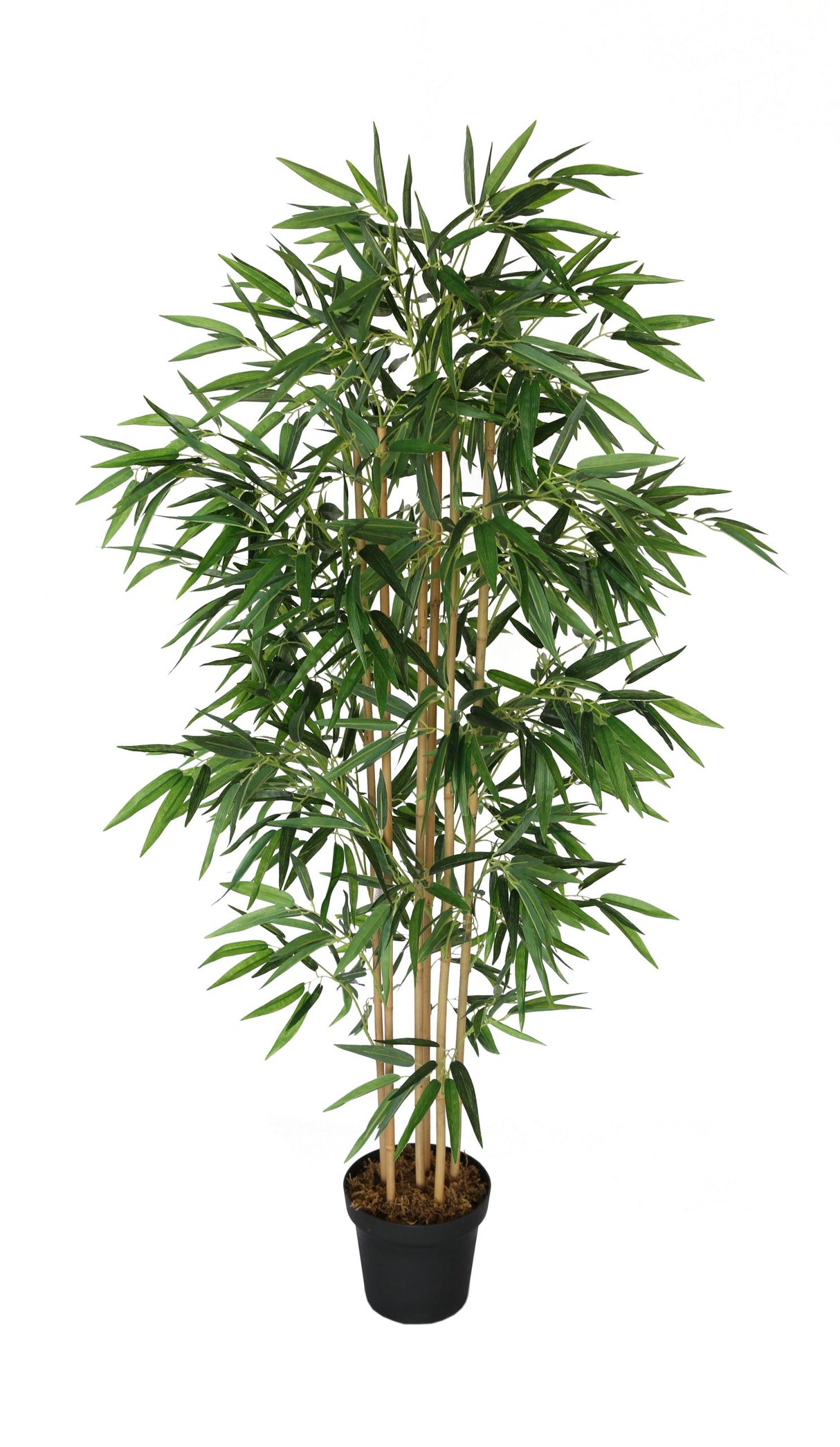 Japanese Bamboo Plant