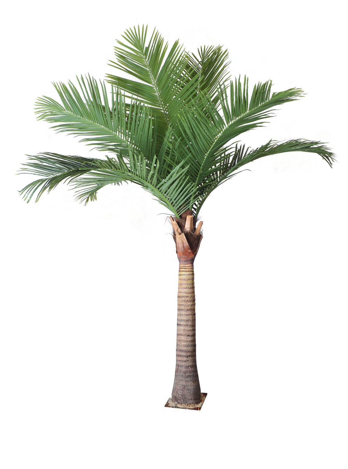 Coco Palm Tree