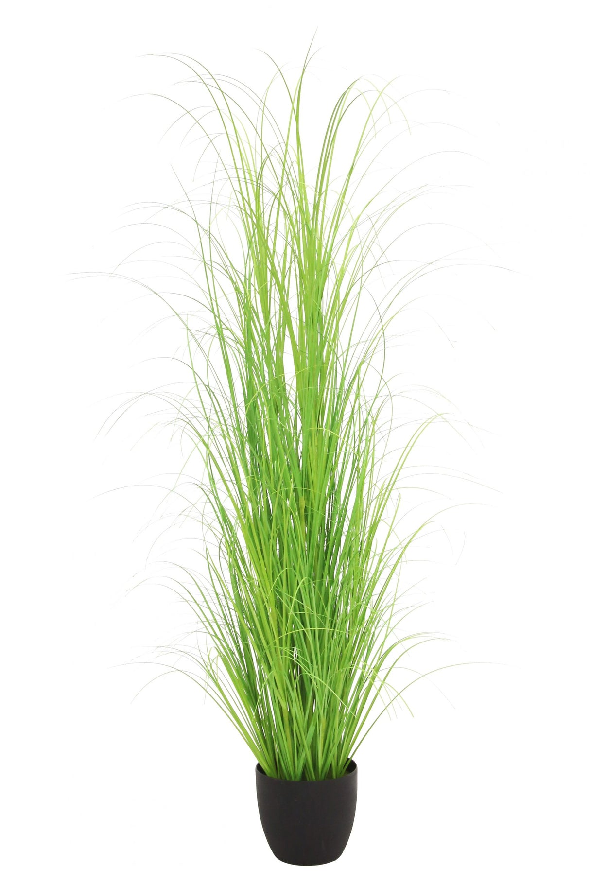 Curly Green Grass