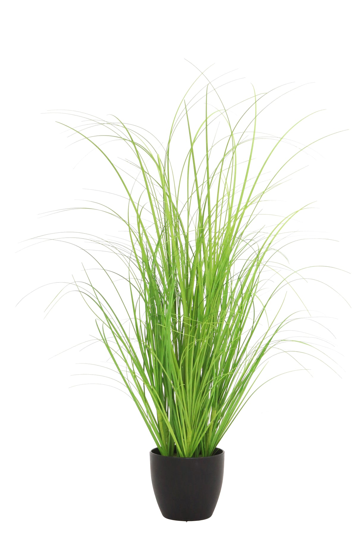 Curly Green Grass