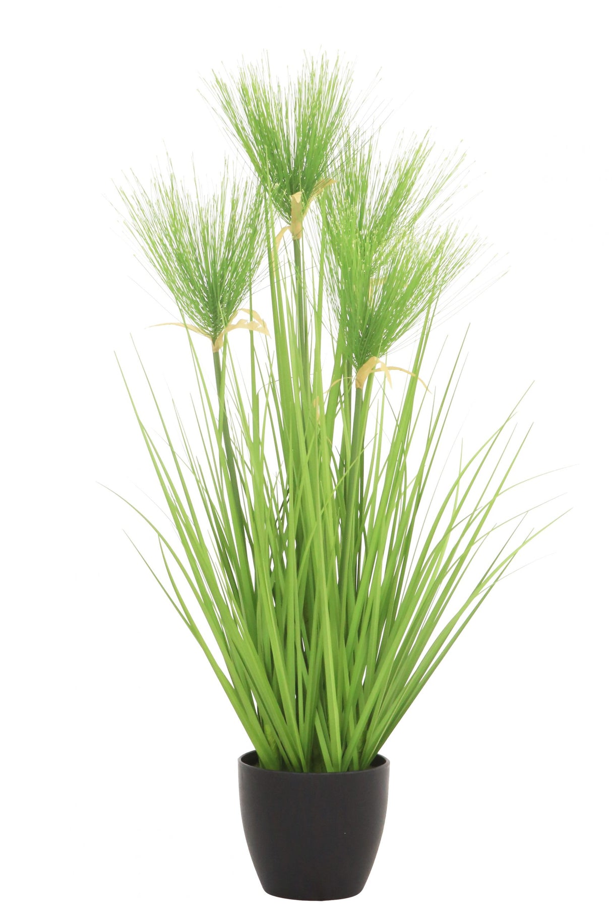 Cycas Grass