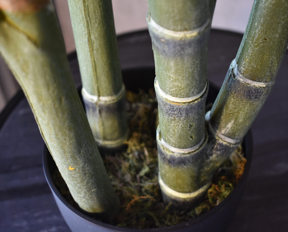 Areca Palm Tree