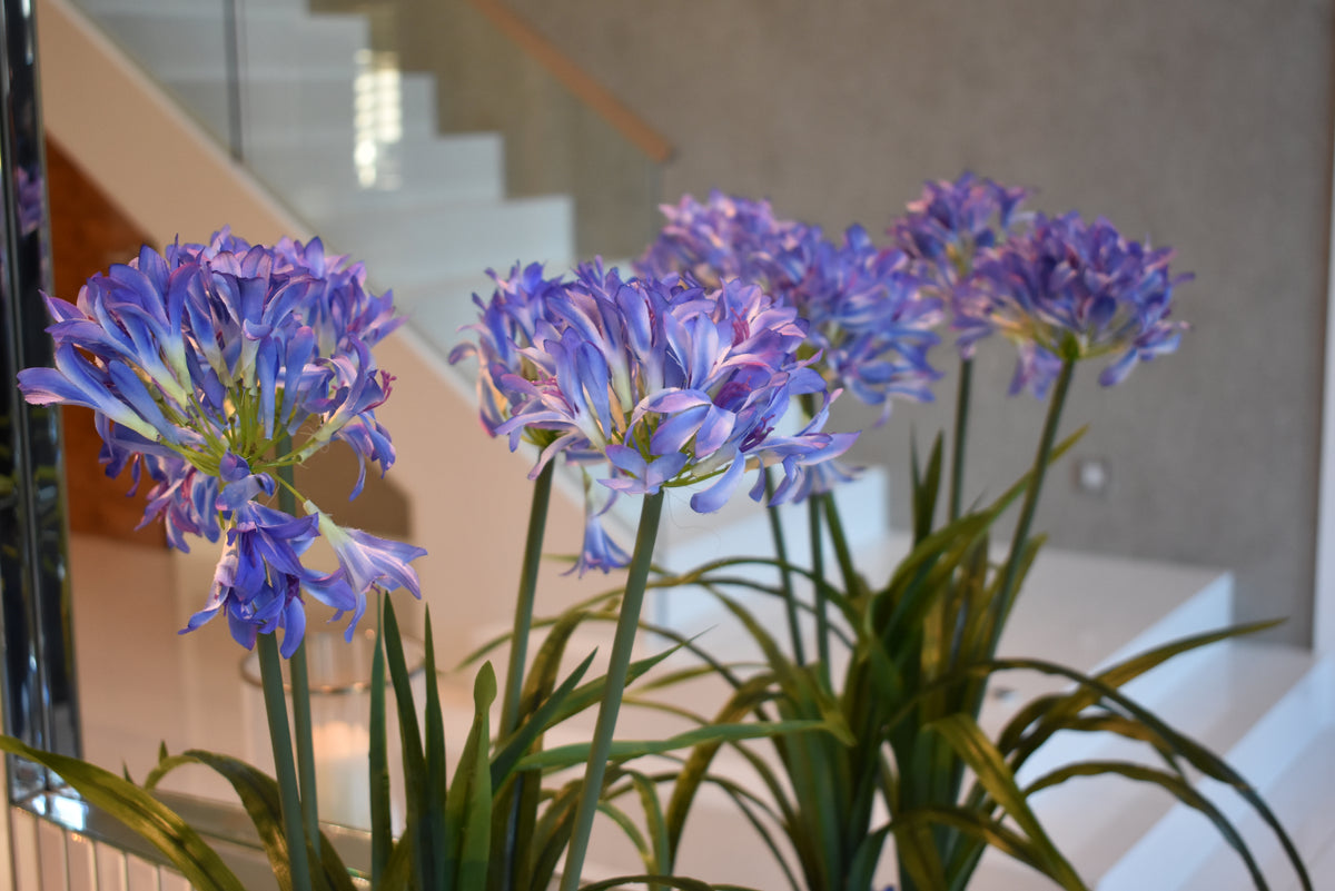 Sapphire Glow Narcissus – 86cm