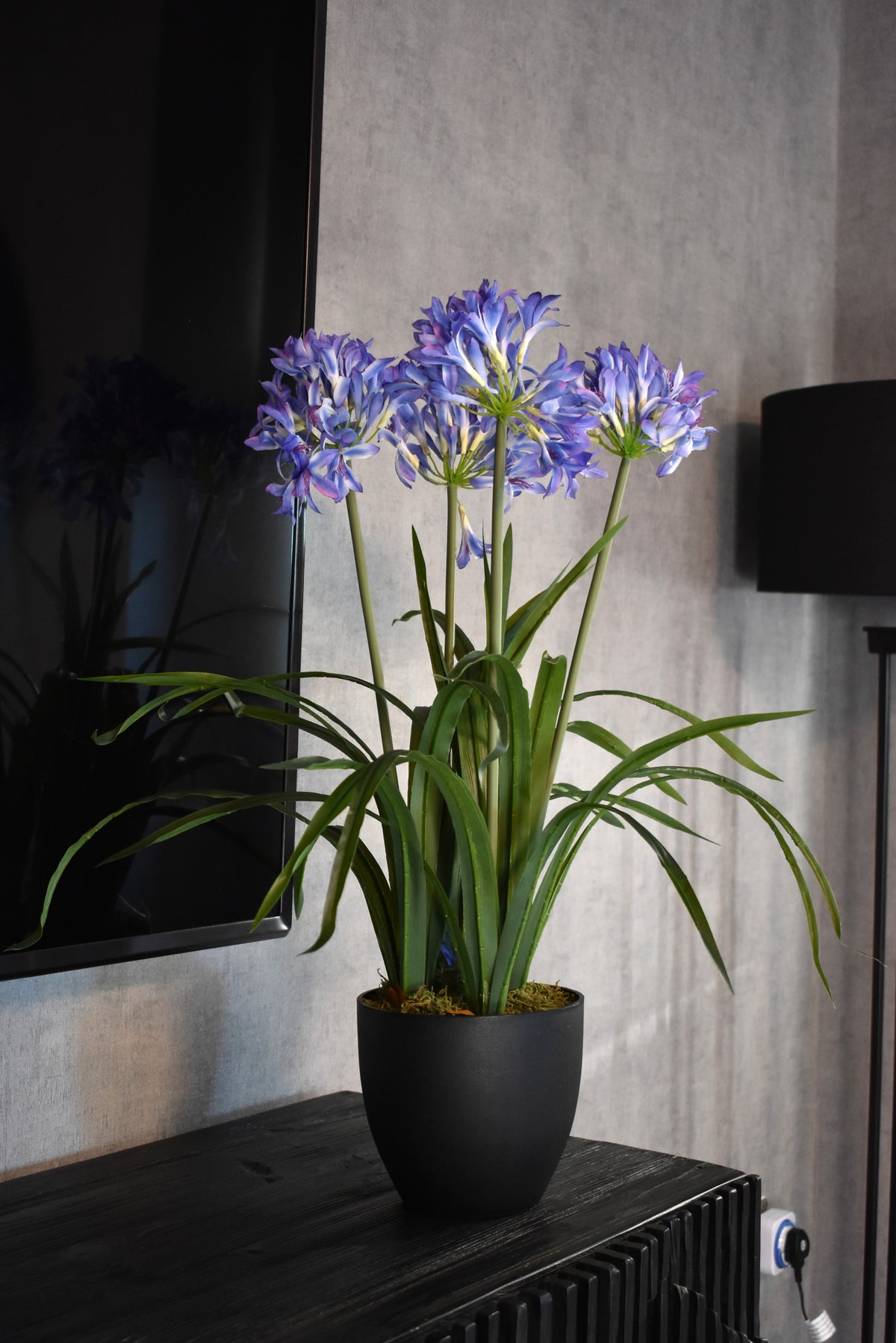 Sapphire Glow Narcissus – 86cm