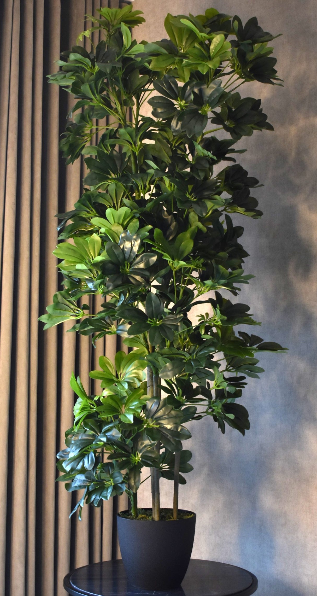 Schefflera Arboricola