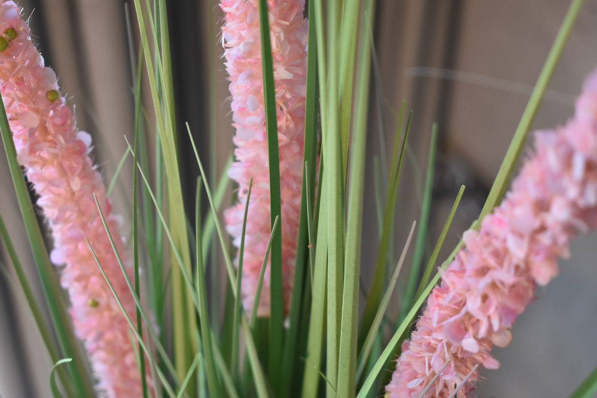 Eremurus Grass