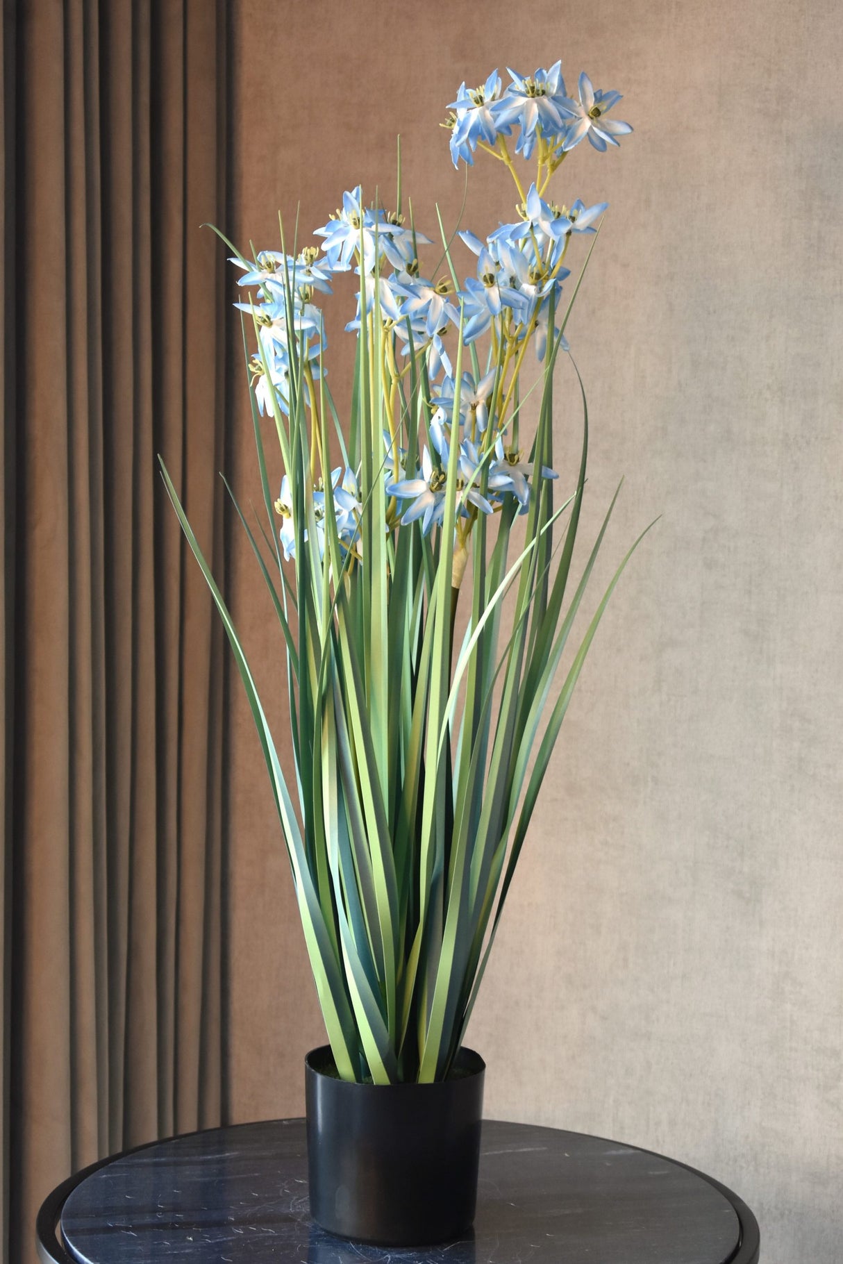 Allium Grass