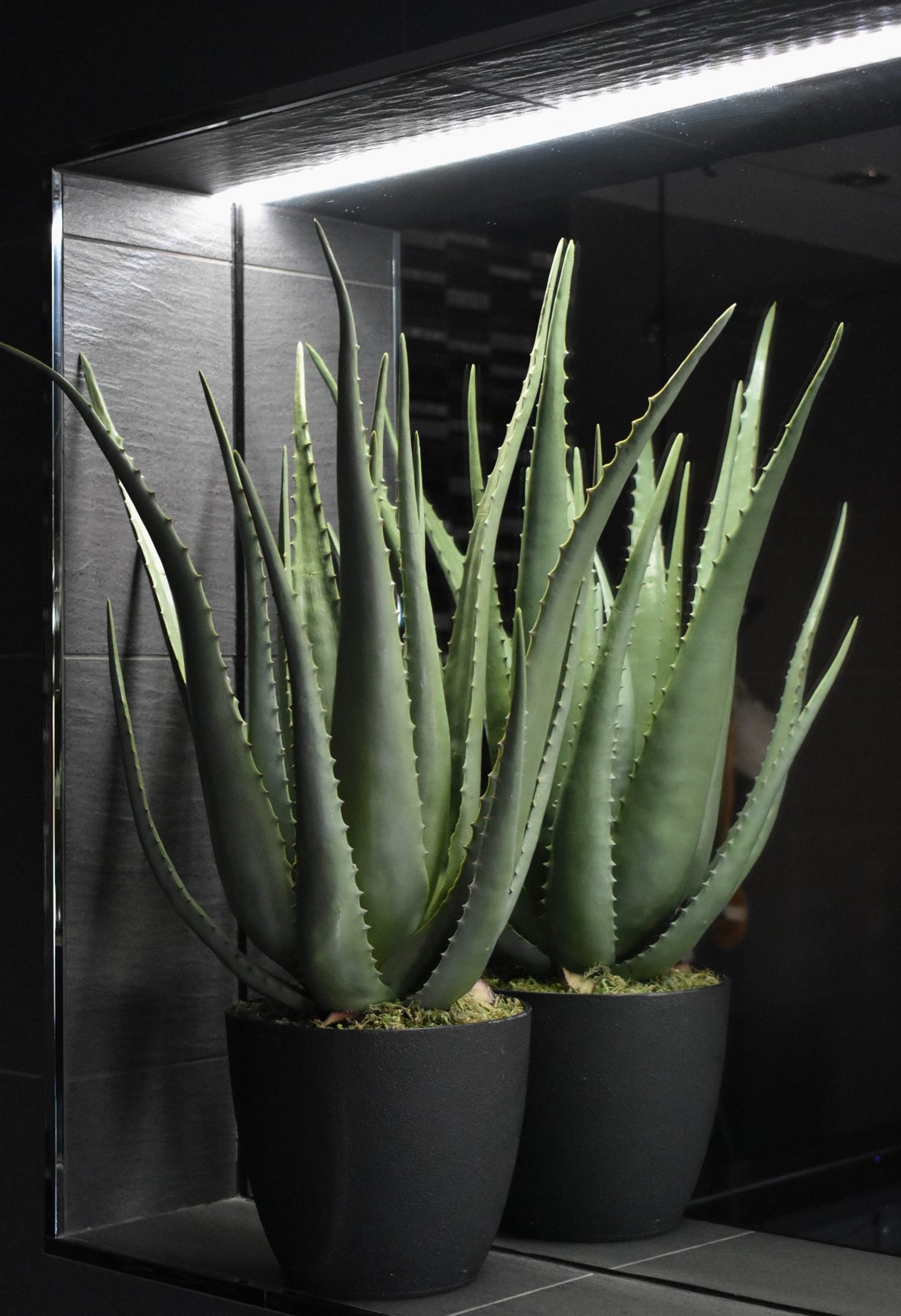 Aloe Vera Plant