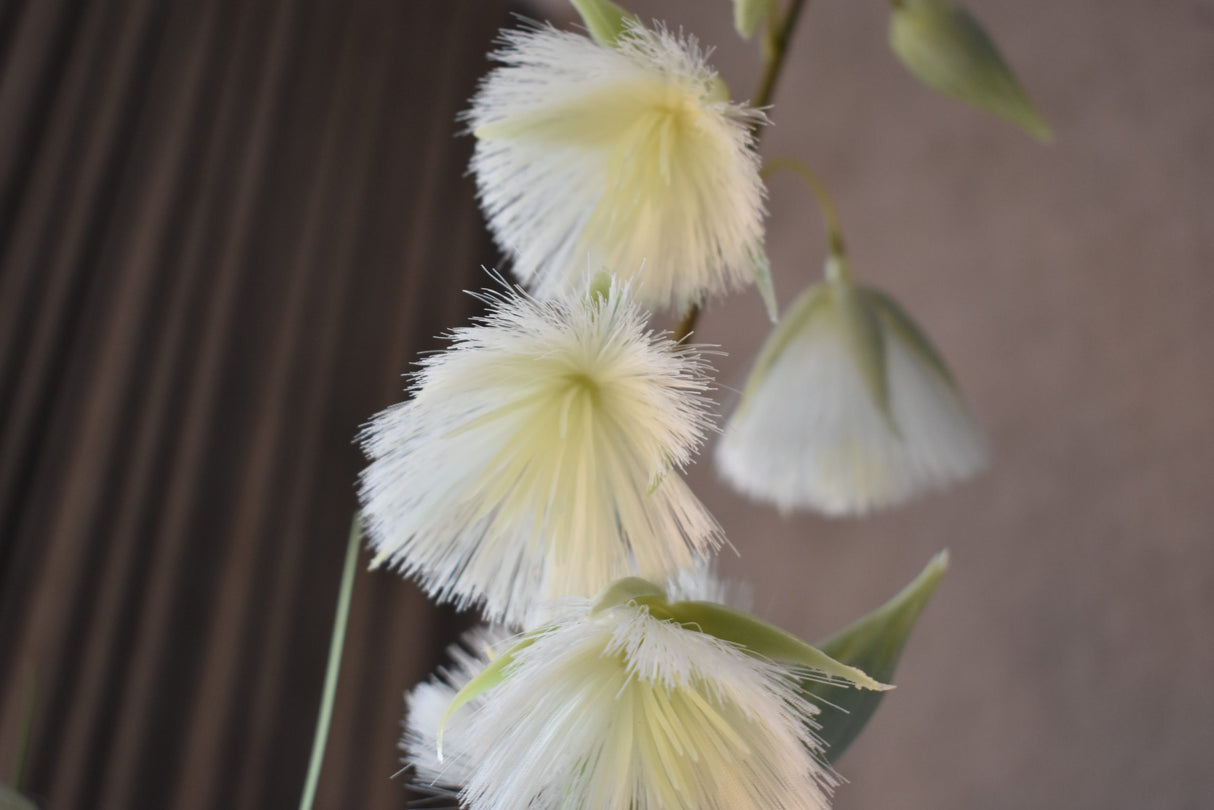 Princess Flower Grass