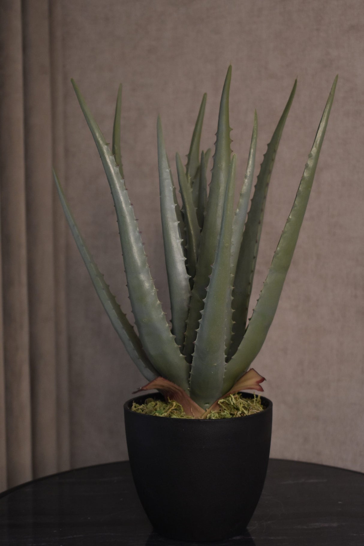 Aloe Vera Plant