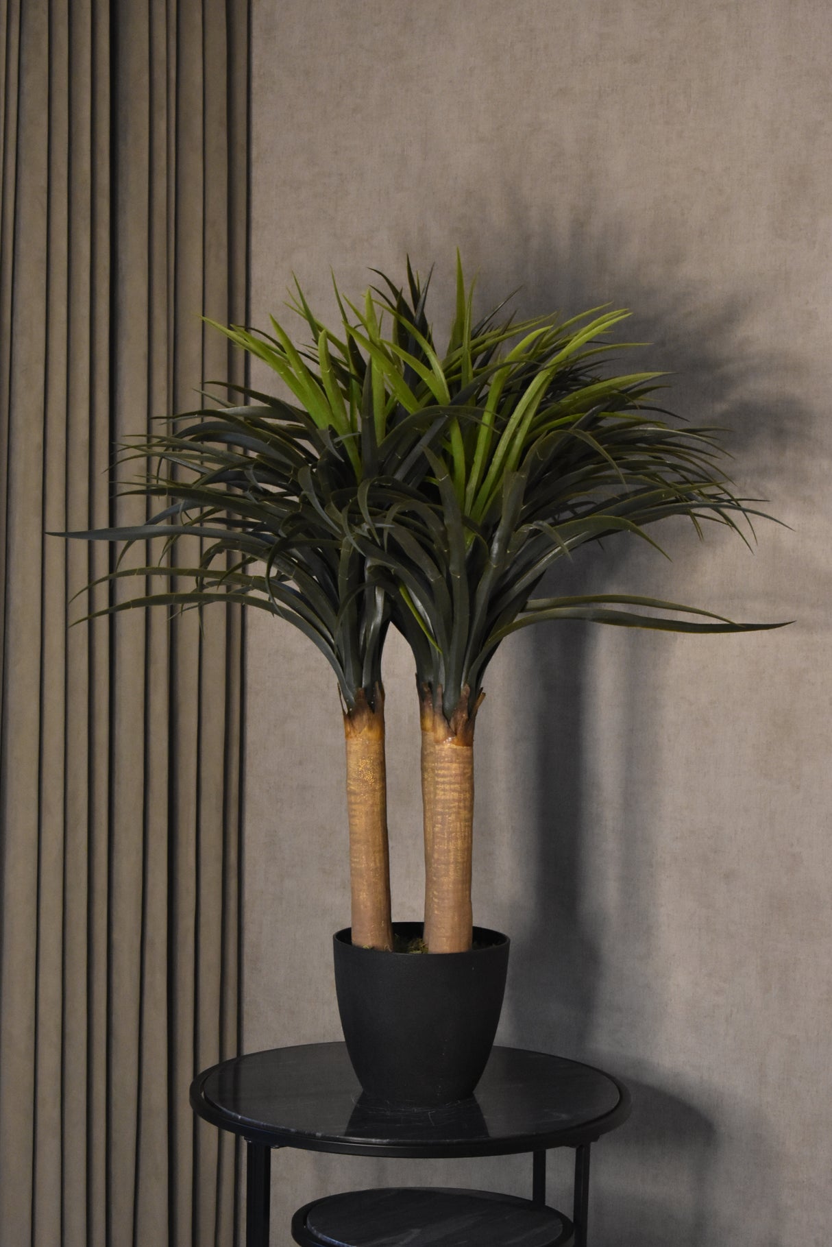 Nolina Recurvarta