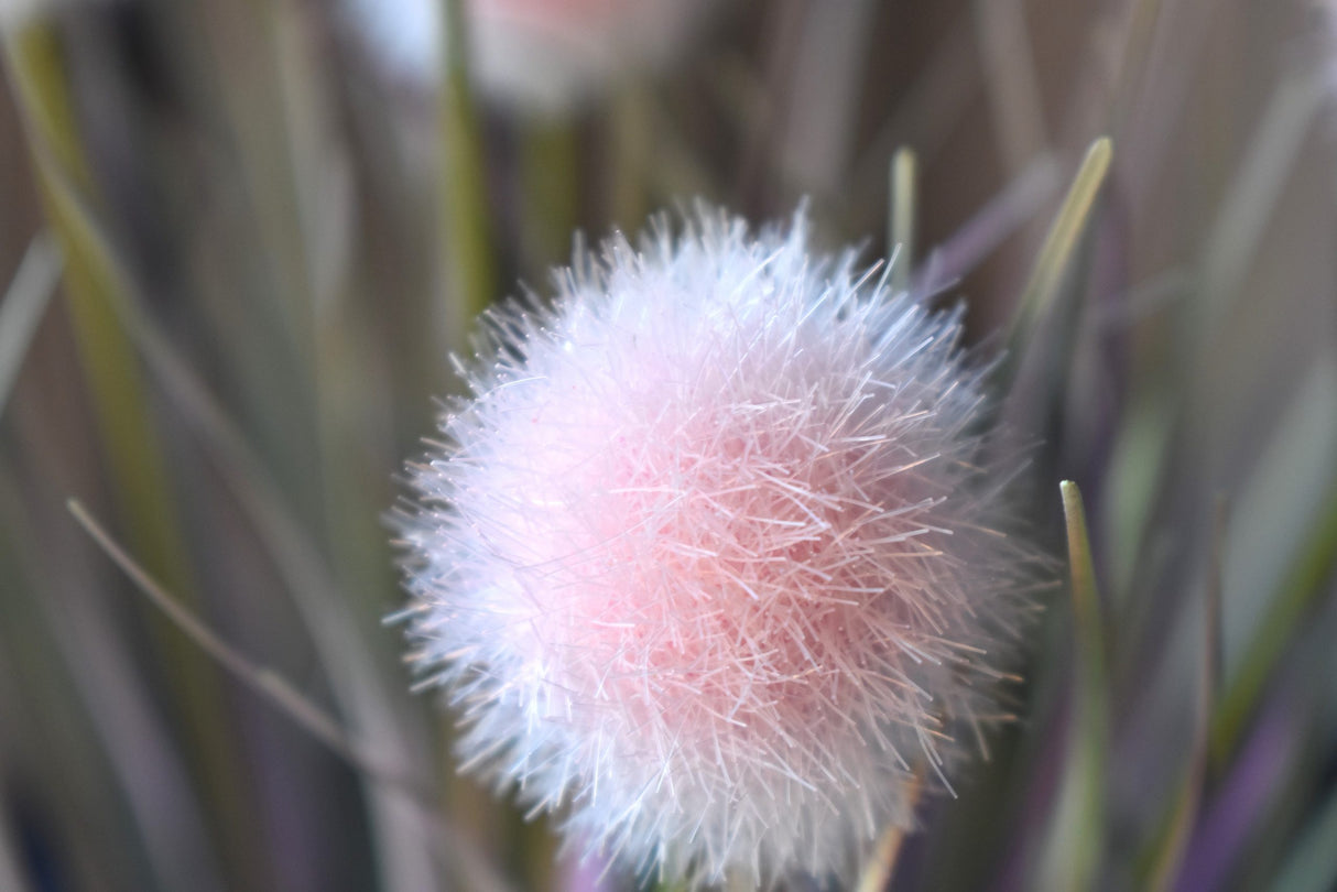 Pompon Plant