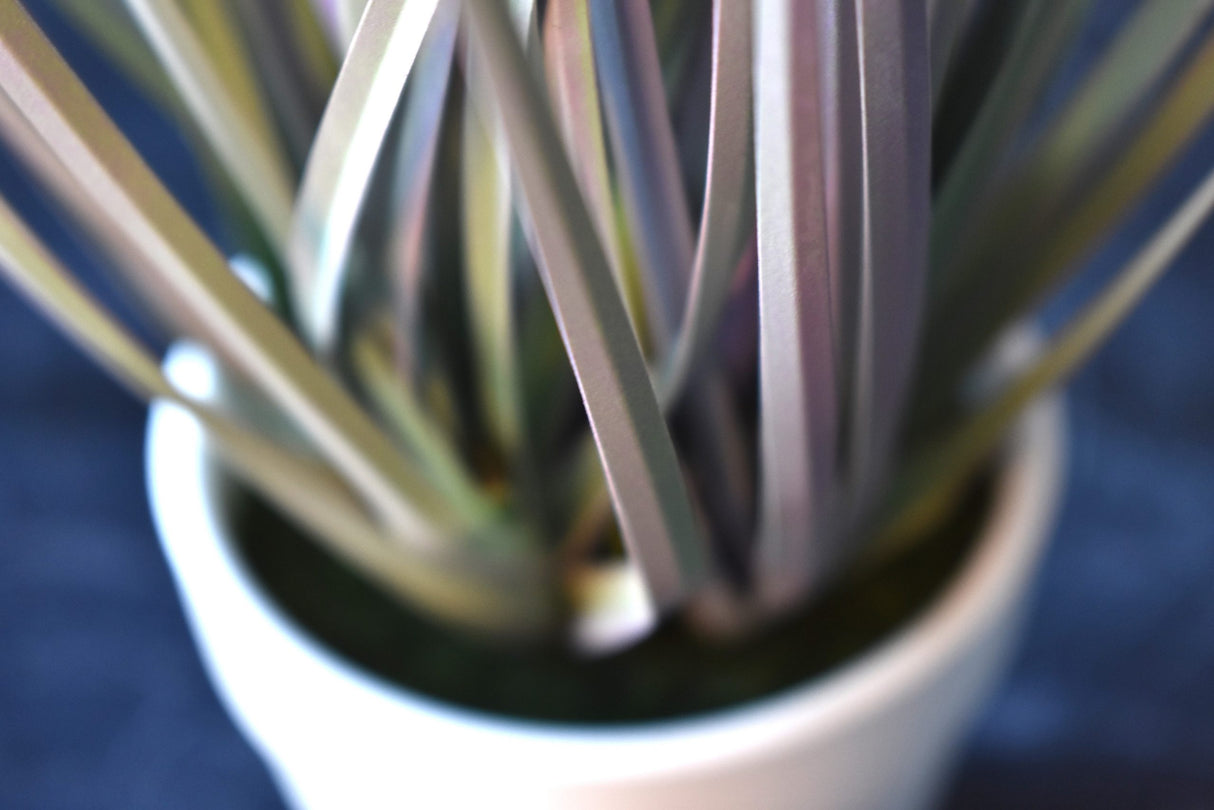 Pompon Plant
