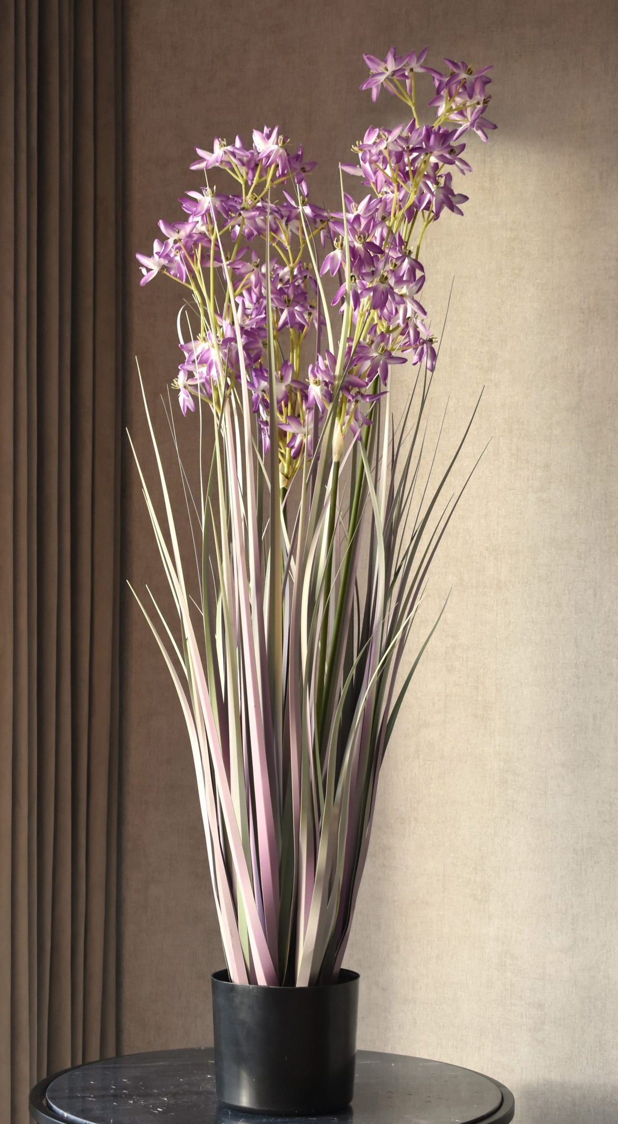 Allium Grass