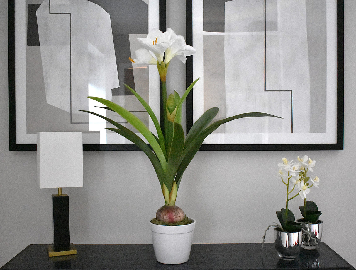 White Amaryllis Plant 80 CM