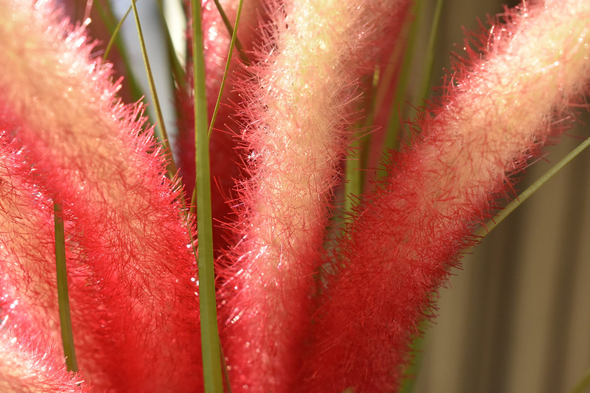 Dogtail Grass