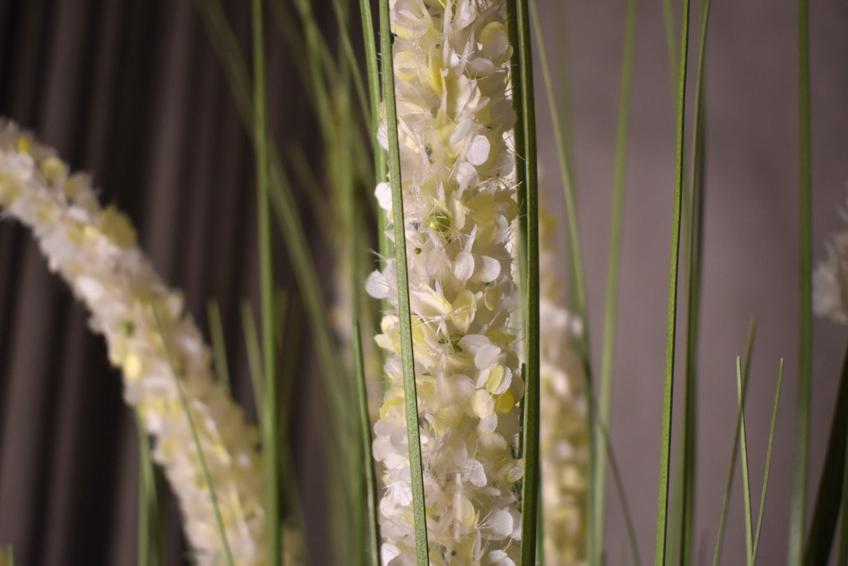 Eremurus Grass