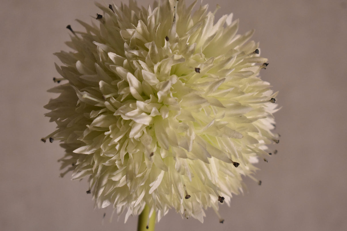 Dandelion Plant