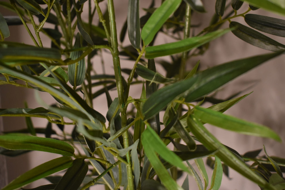 Green Stem Bamboo Plant