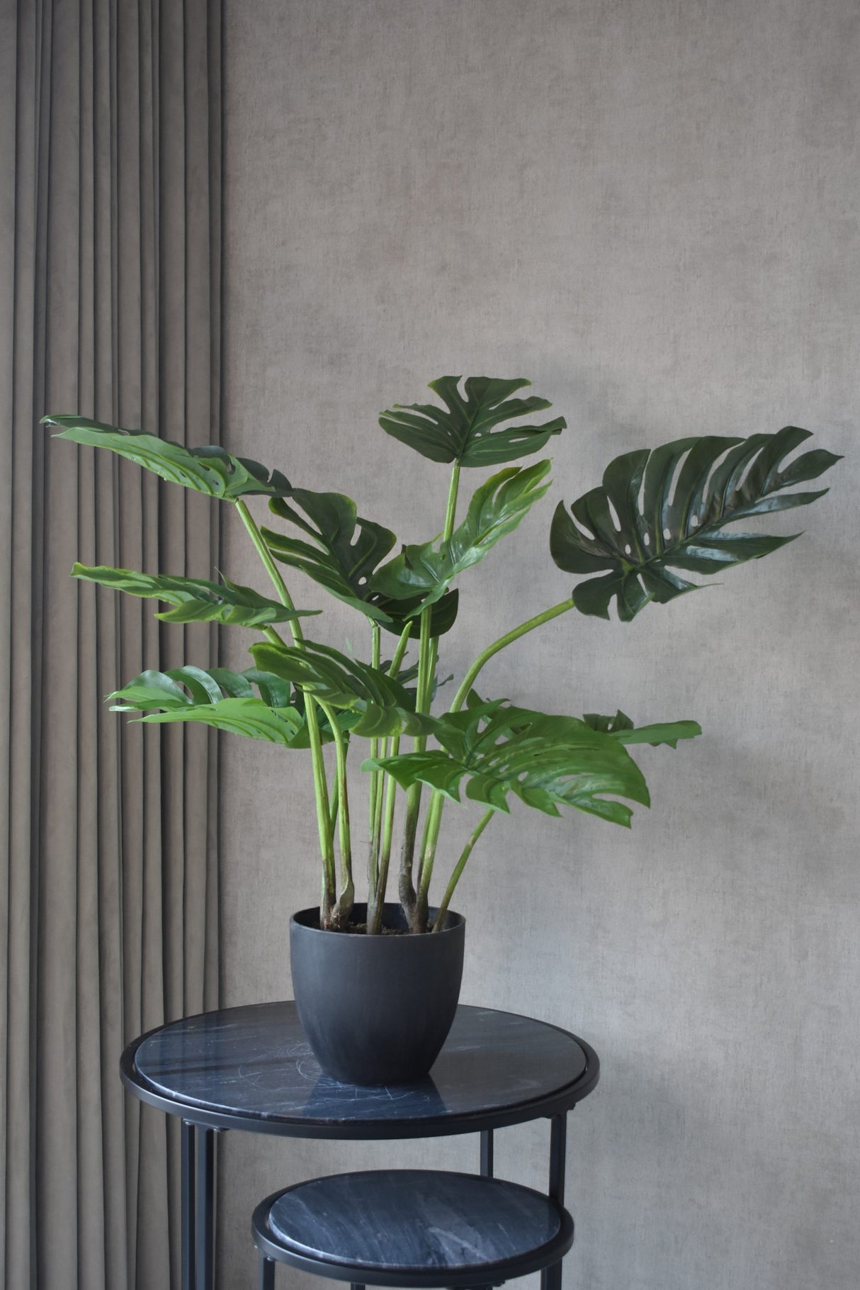 Monstera Swiss Cheese Plant