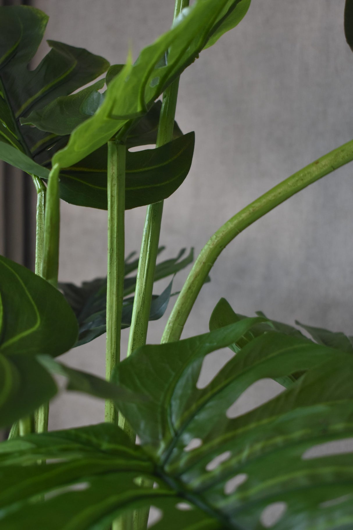 Monstera Swiss Cheese Plant
