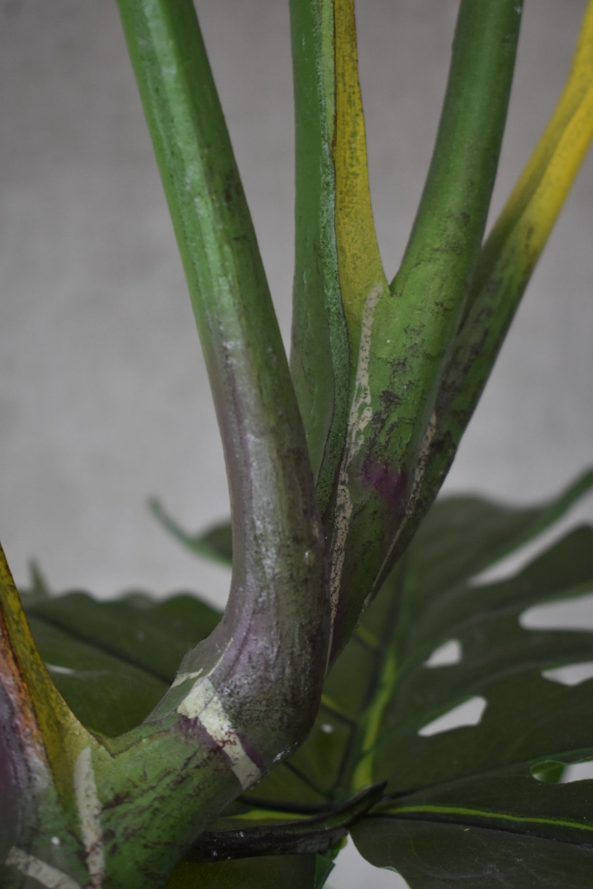 Monstera Swiss Cheese Plant