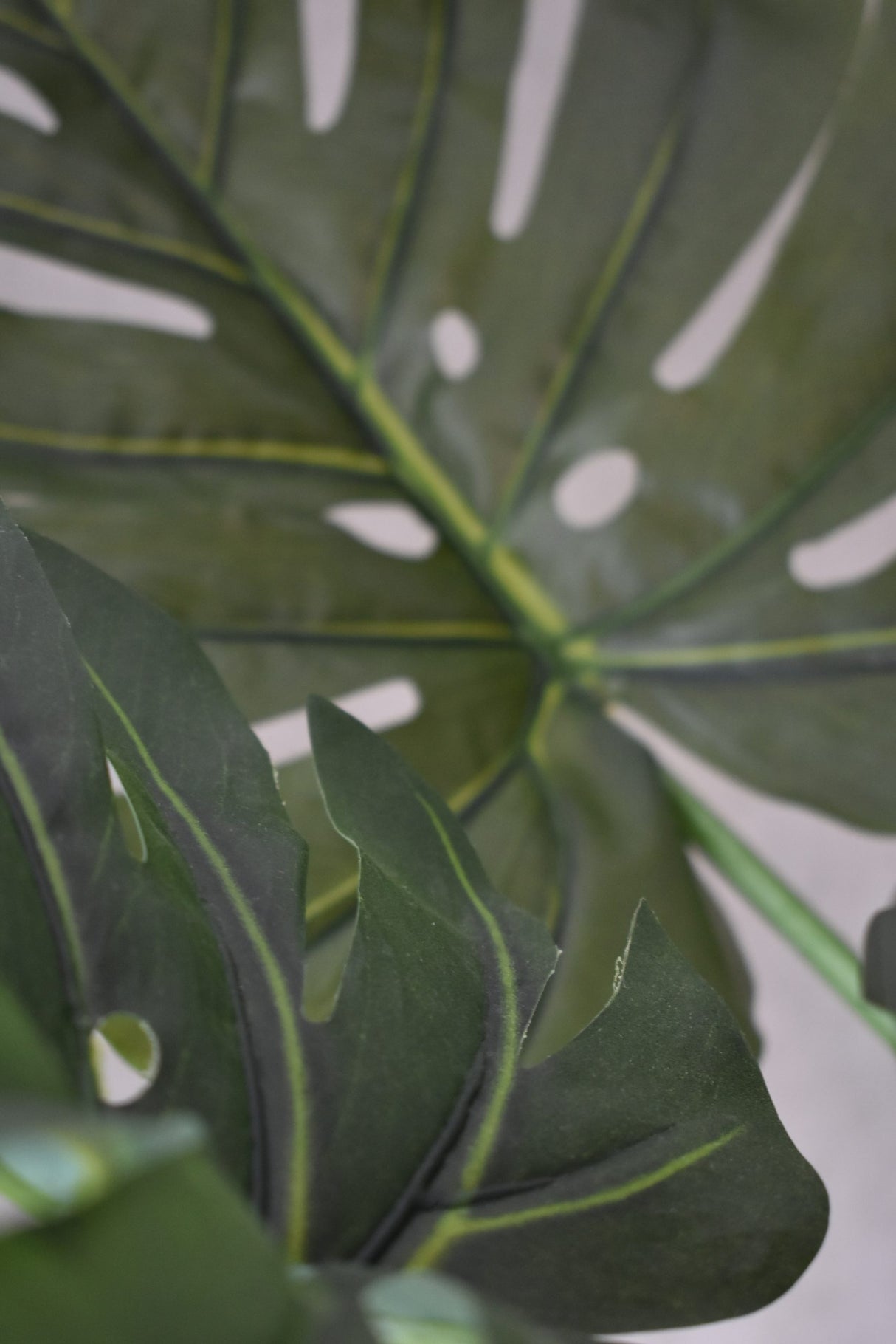Monstera Swiss Cheese Plant