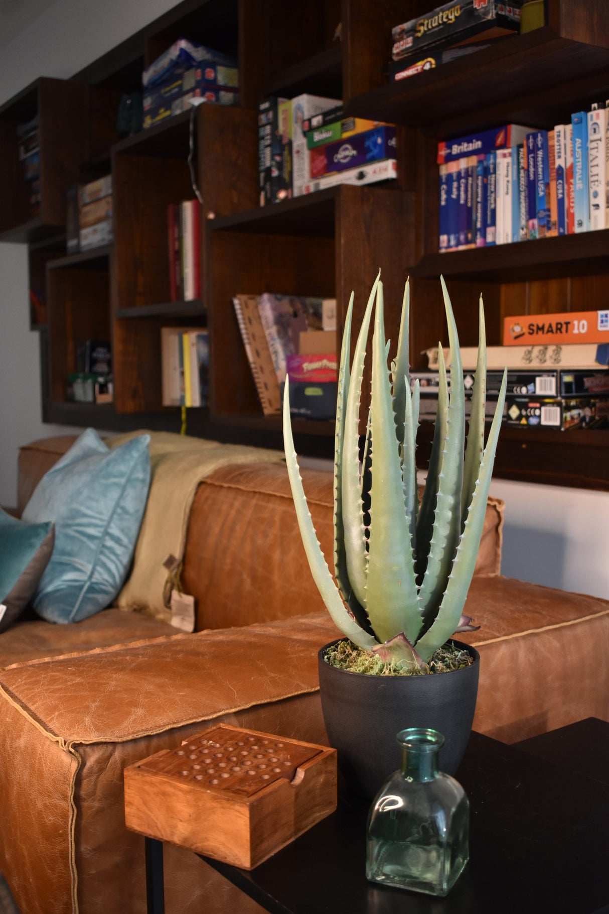 Aloe Vera Plant