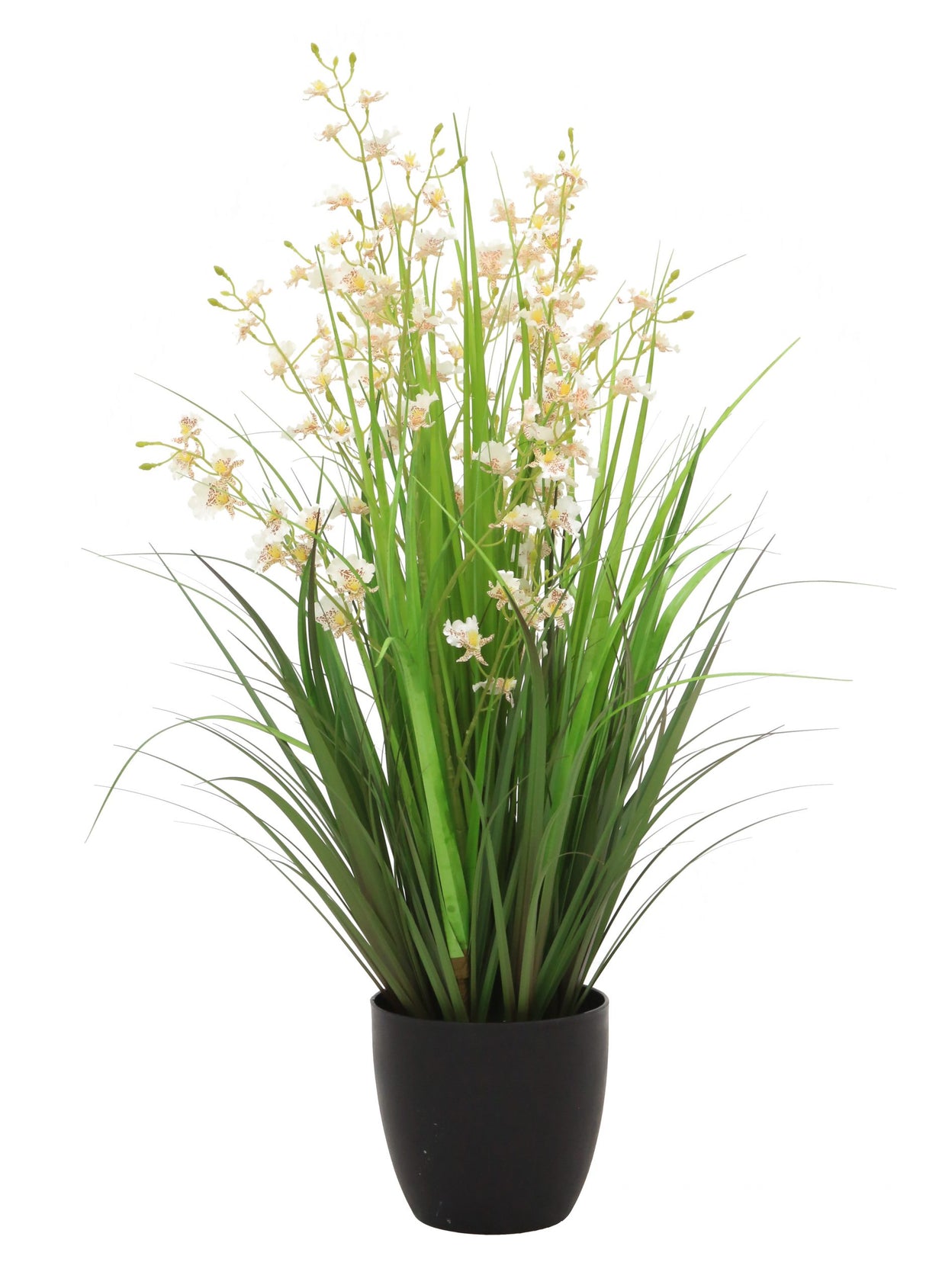 Dancing Orchid Grass