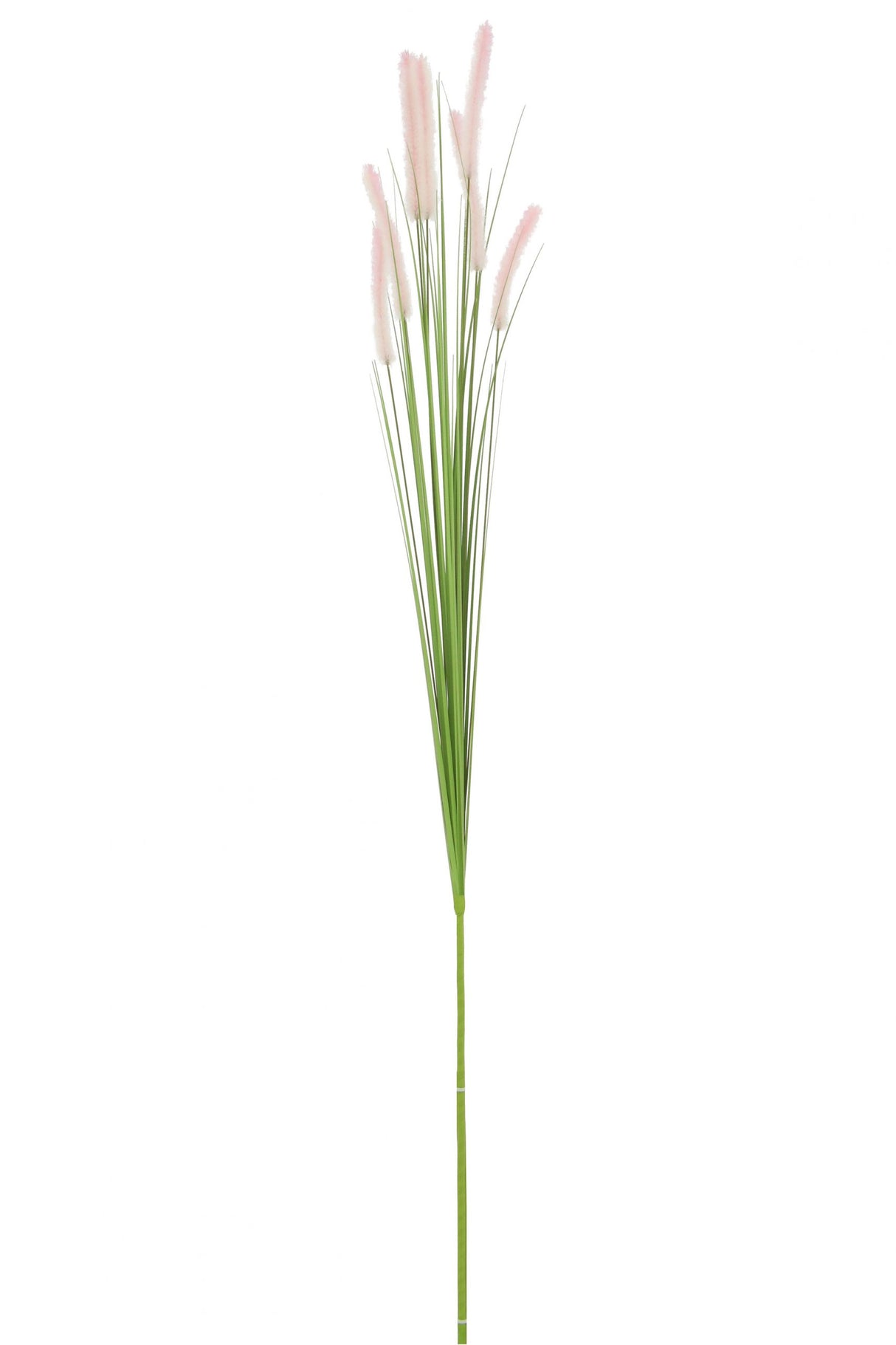 Dogtail Grass