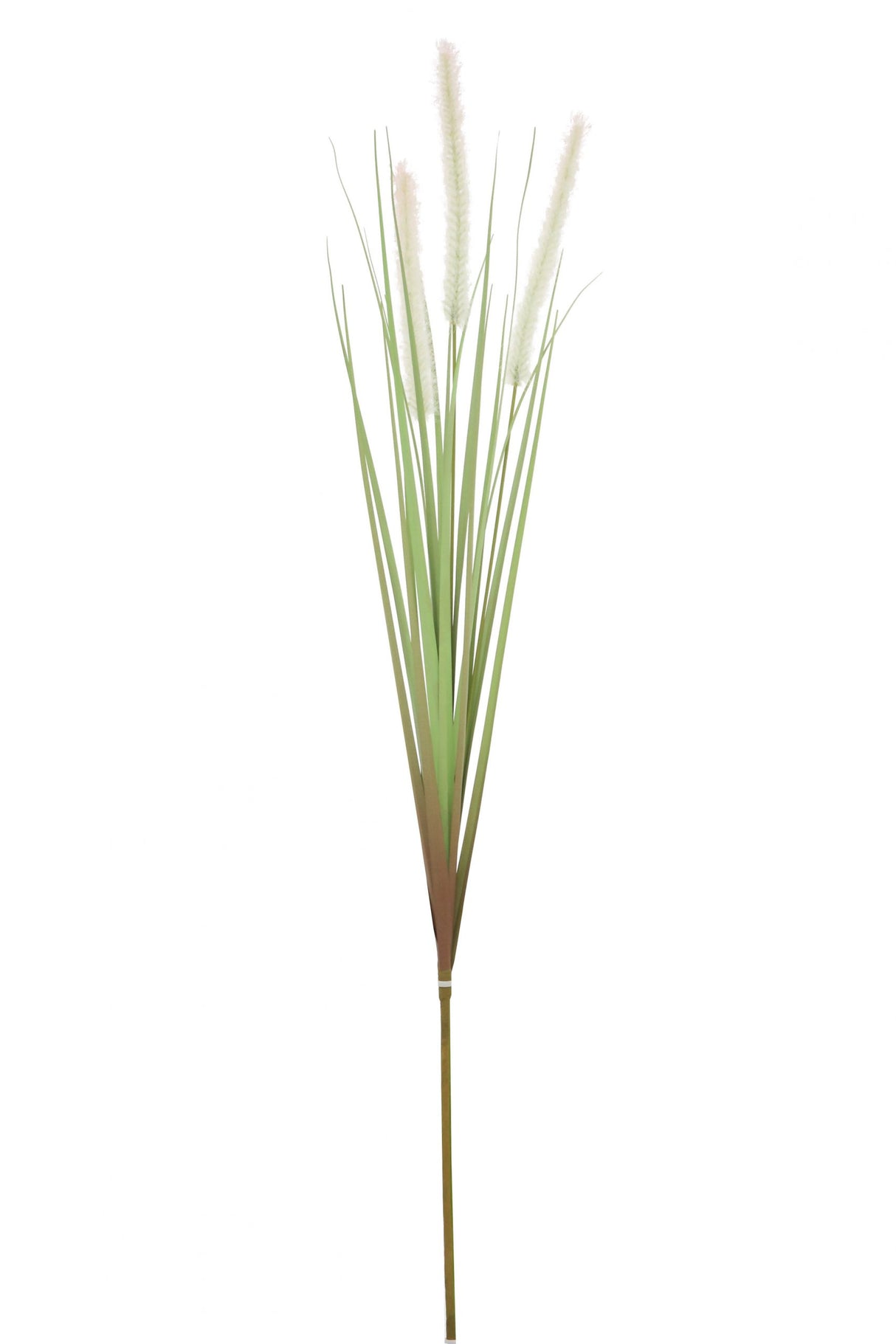Dogtail Grass