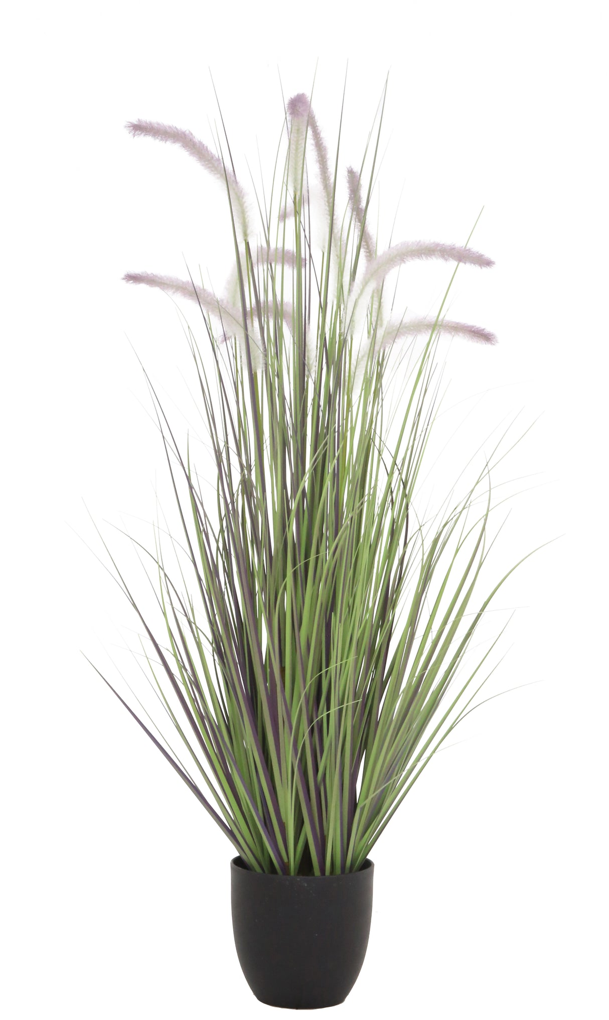 Dogtail Grass