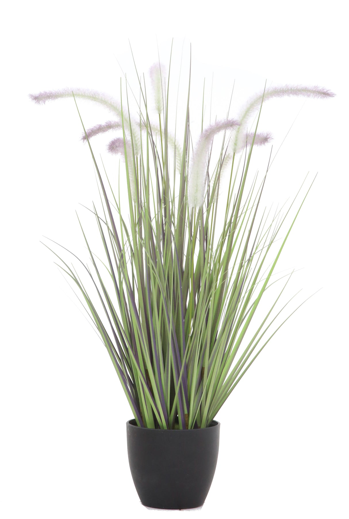 Dogtail Grass