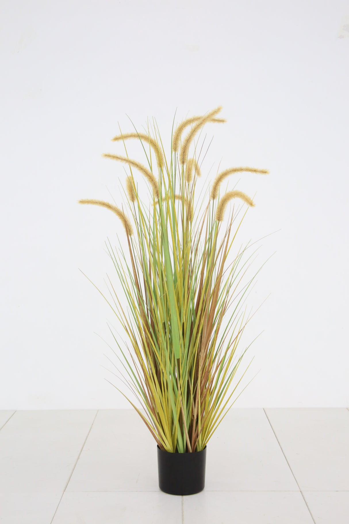 Dogtail Grass