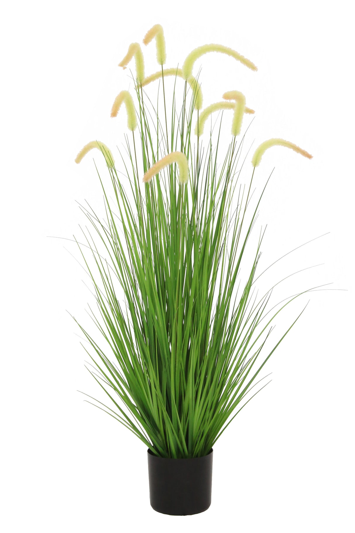 Dogtail Grass