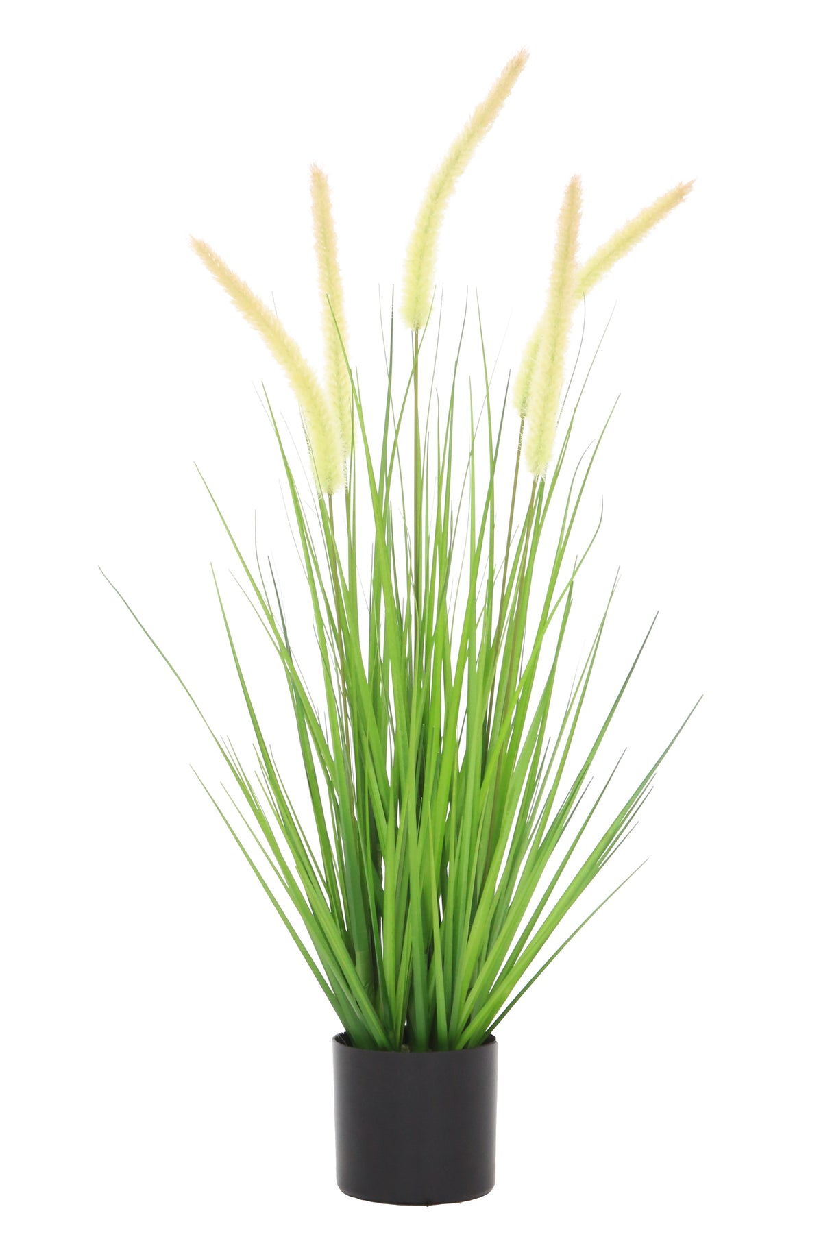 Dogtail Grass