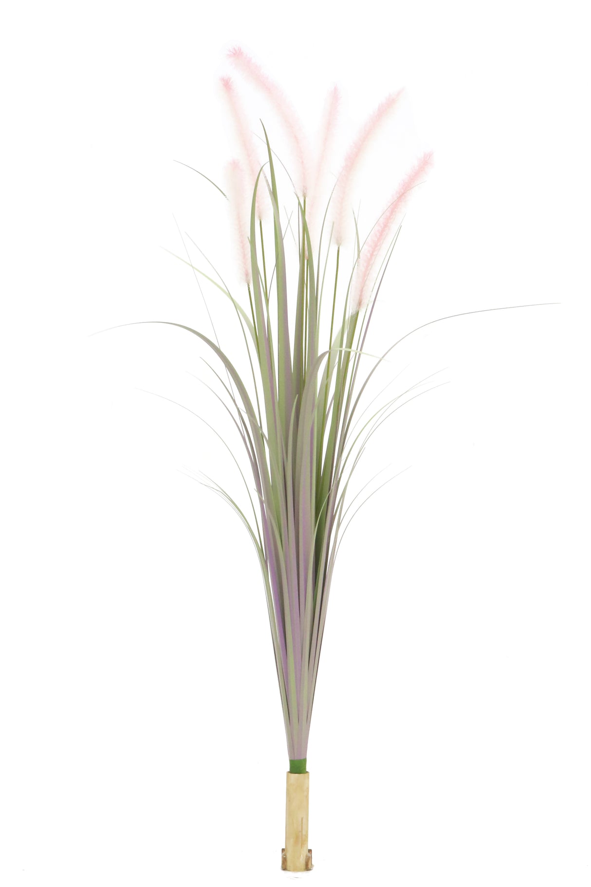 Dogtail Grass