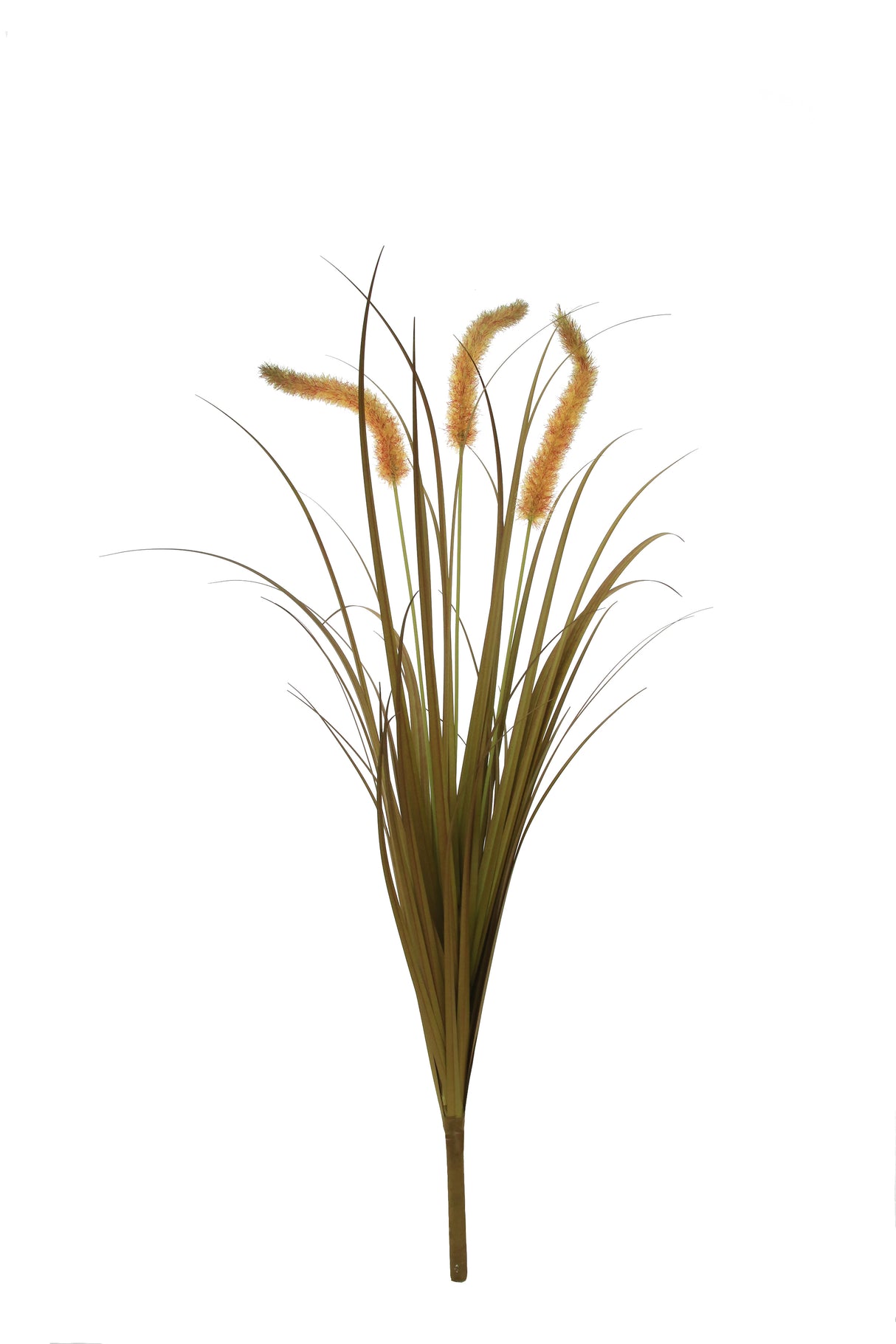 Dogtail Grass