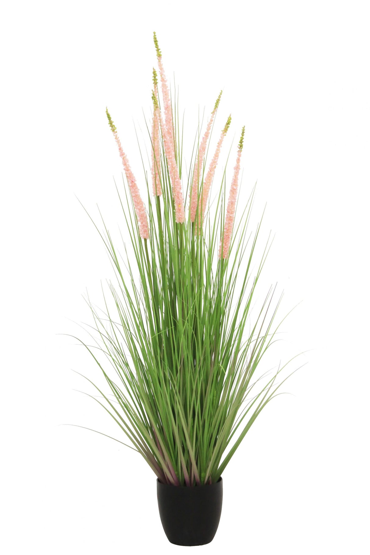 Eremurus Grass