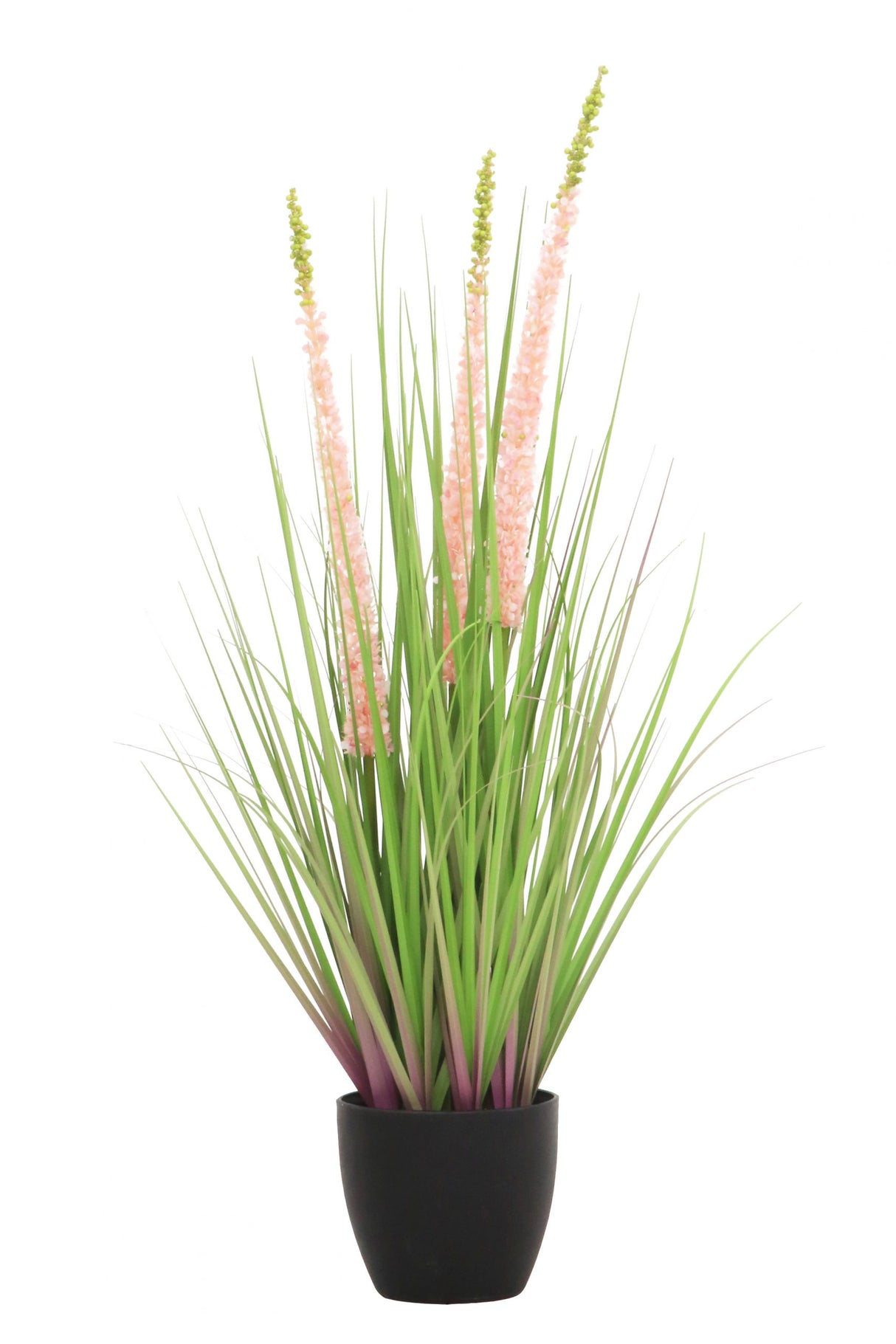 Eremurus Grass