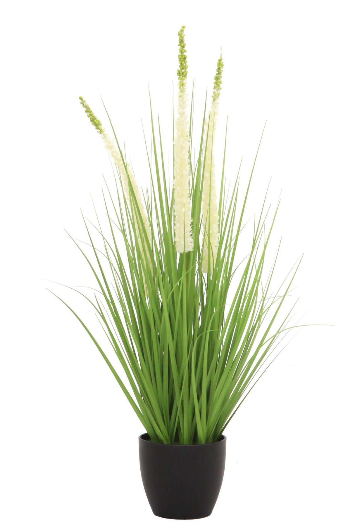 Eremurus Grass
