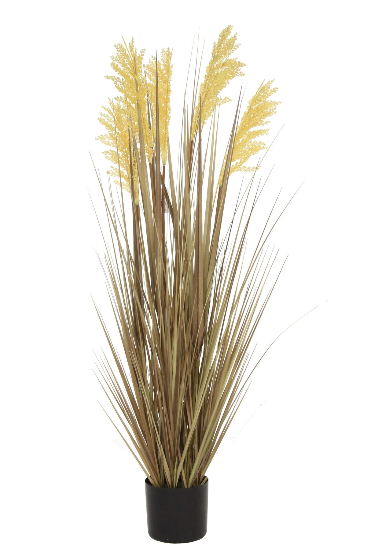 Grain Grass