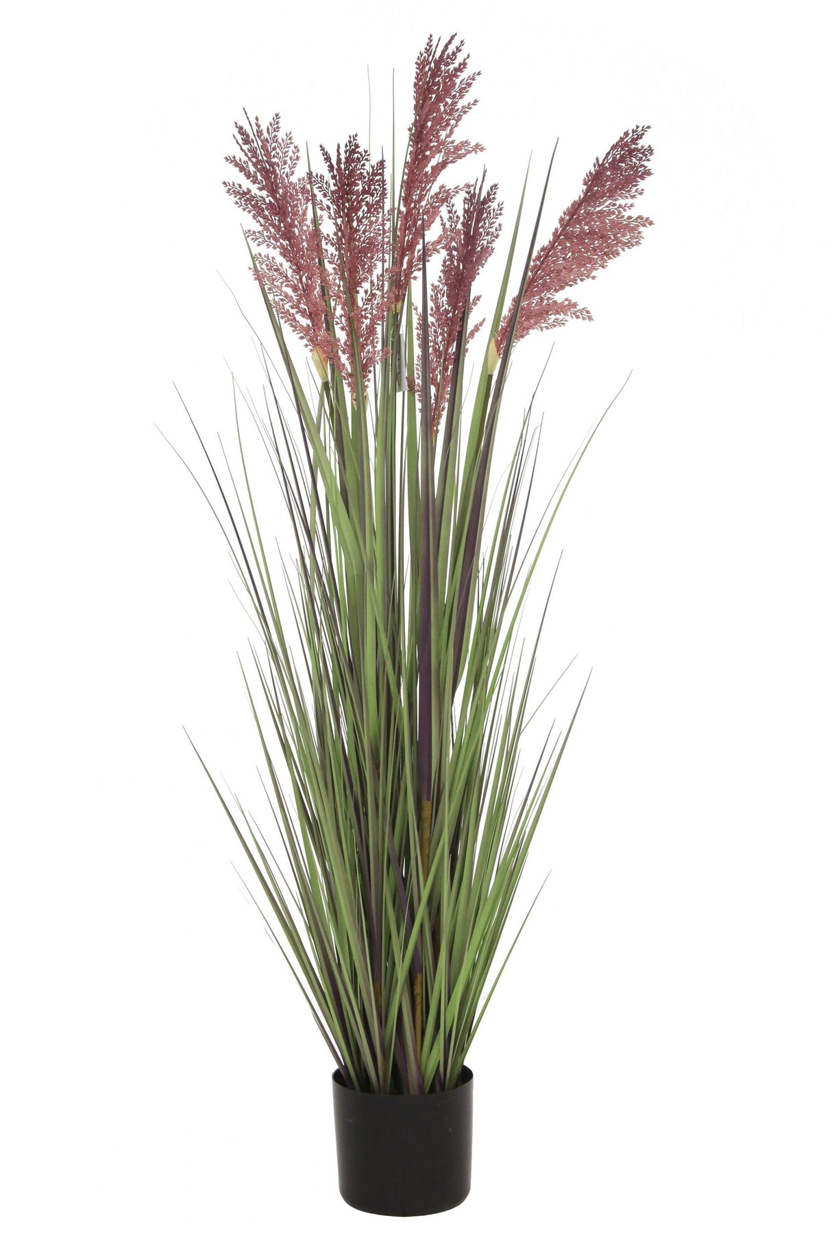 Grain Grass