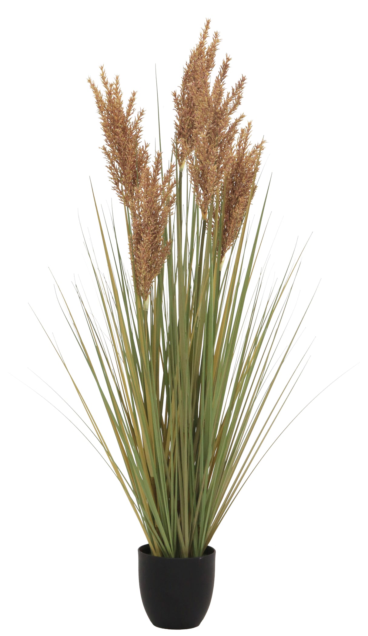 Grain Grass