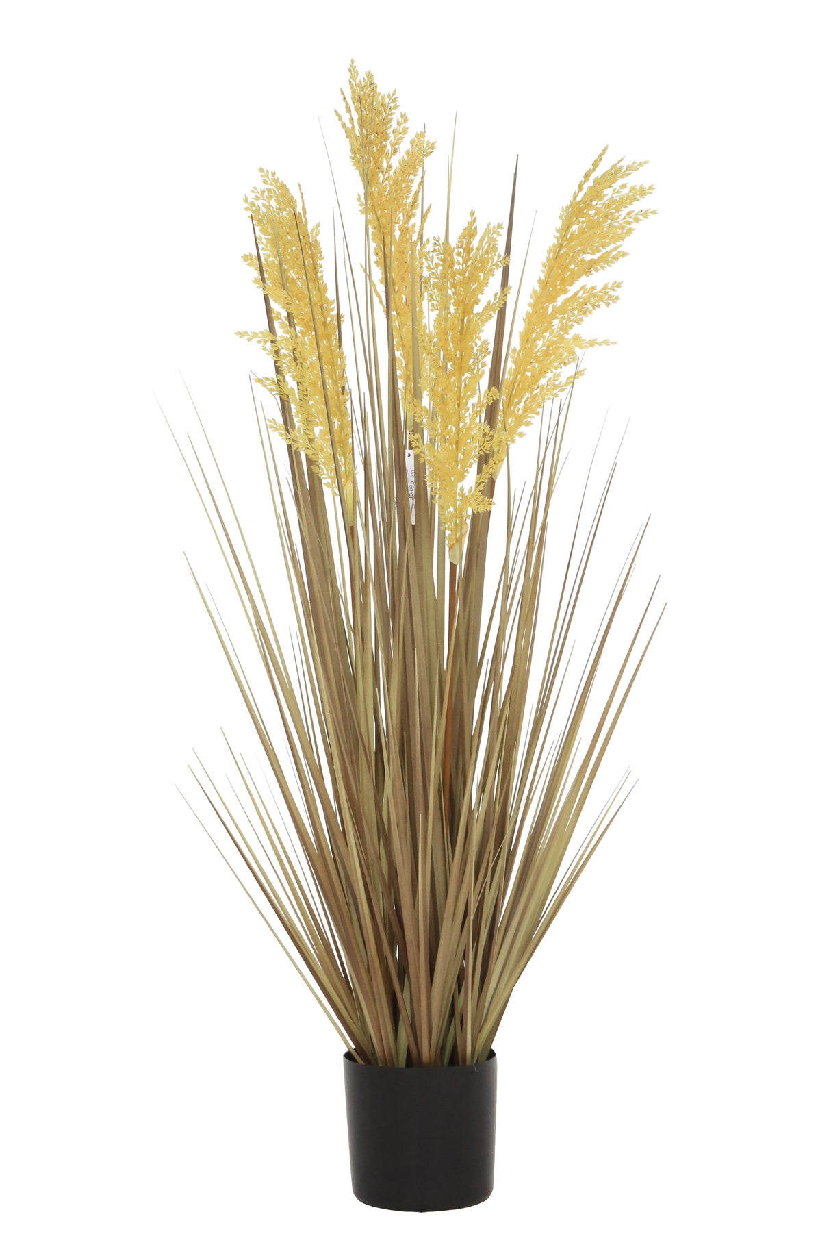 Grain Grass
